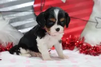 AKC Ava 🩷 Genetically Clear, a female Cavalier King Charles Spaniel for sale in Green Forest, AR – Photo 4 of 10