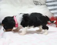 AKC Ava 🩷 Genetically Clear, a female Cavalier King Charles Spaniel for sale in Green Forest, AR – Photo 7 of 10