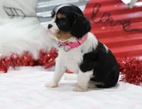 AKC Ava 🩷 Genetically Clear, a female Cavalier King Charles Spaniel for sale in Green Forest, AR – Photo 3 of 10