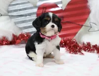 AKC Ava 🩷 Genetically Clear, a female Cavalier King Charles Spaniel for sale in Green Forest, AR – Photo 6 of 10