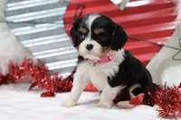 AKC Ava 🩷 Genetically Clear, a female Cavalier King Charles Spaniel for sale in Green Forest, AR – Photo 5 of 10