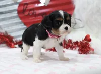 AKC Ava 🩷 Genetically Clear, a female Cavalier King Charles Spaniel for sale in Green Forest, AR – Photo 2 of 10