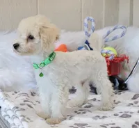 💚 AKC Noah 💚, a male Poodle - Miniature  for sale in Green Forest, AR – 7 of 10