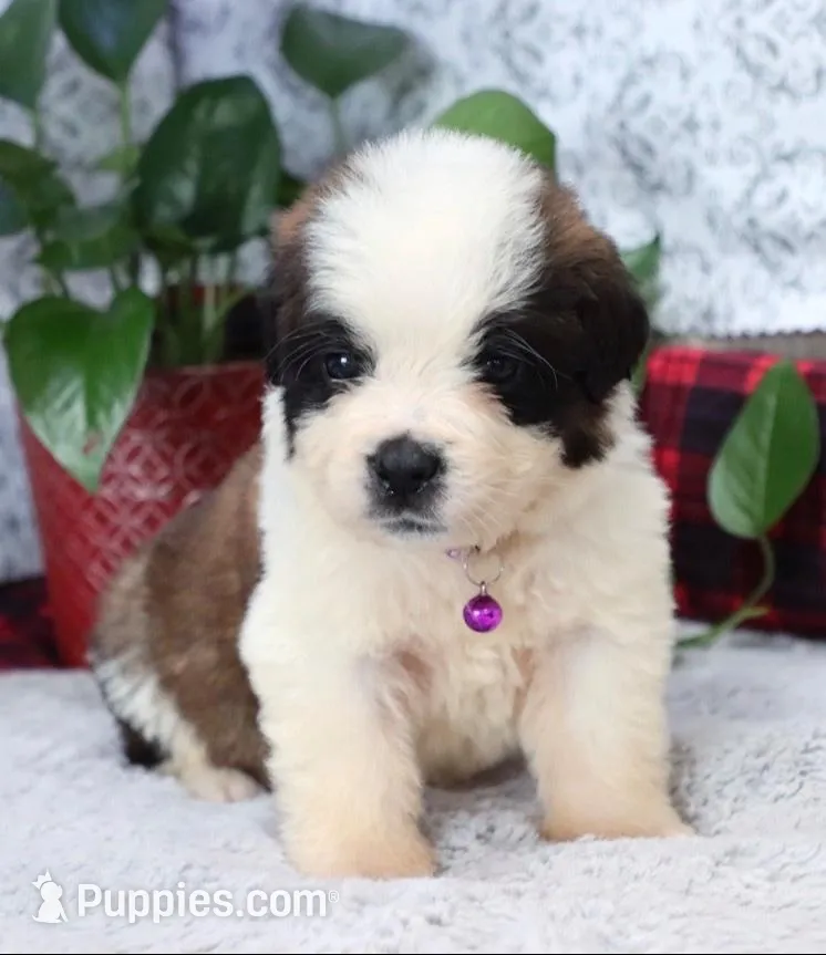 Coming Soon, a  Saint Bernard for sale in Green Forest, AR – Photo 4 of 4