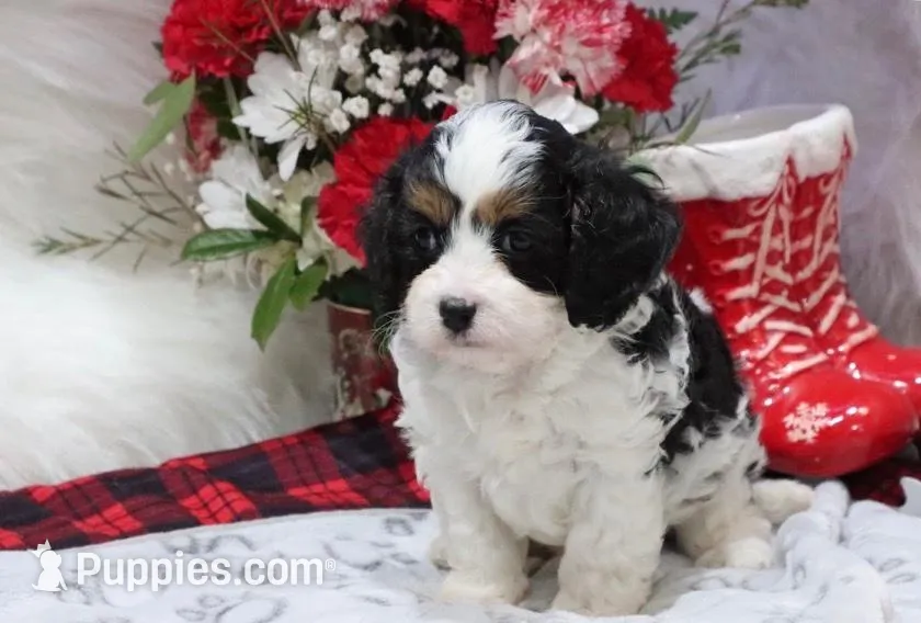 Coming soon , a  Cavapoo for sale in Green Forest, AR – 7 of 7