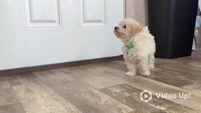 💚 AKC Noah 💚, a male Poodle - Miniature  for sale in Green Forest, AR – 10 of 10