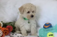 💚 AKC Noah 💚, a male Poodle - Miniature  for sale in Green Forest, AR – 6 of 10