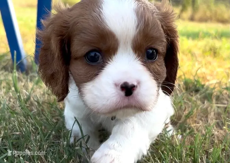 💙 AKC Alan 💙 – Cavalier King Charles Spaniel puppy for sale in Green Forest, AR