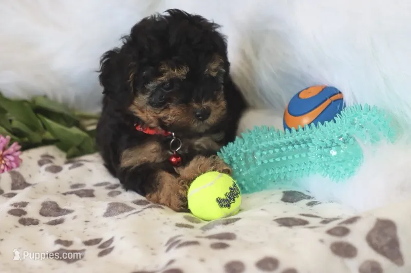 ❤️AKC Canaan❤️ – Poodle - Miniature  puppy for sale in Green Forest, AR