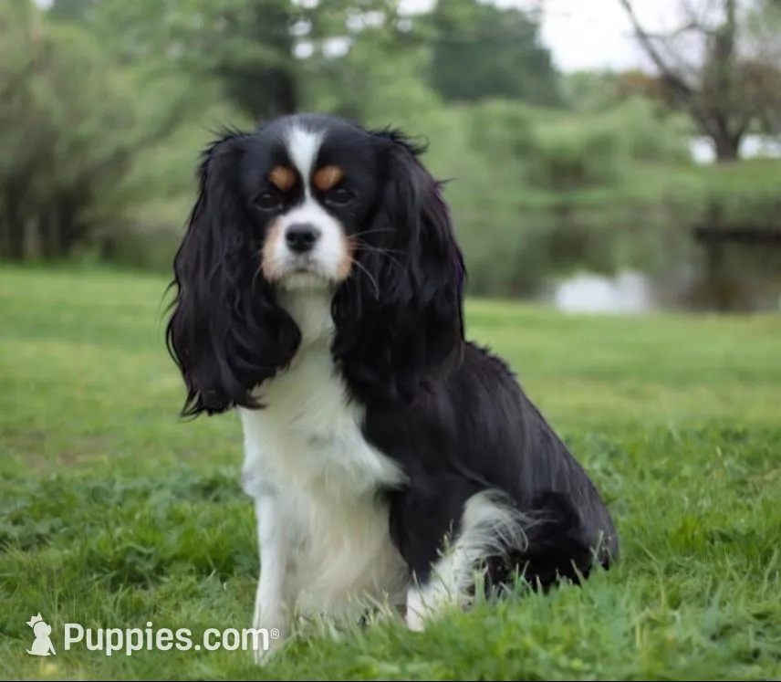 Coming soon , a  Cavapoo for sale in Green Forest, AR – 3 of 7