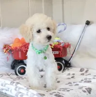 💚 AKC Noah 💚, a male Poodle - Miniature  for sale in Green Forest, AR – 3 of 10
