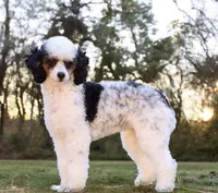💚 AKC Noah 💚, a male Poodle - Miniature  for sale in Green Forest, AR – 9 of 10