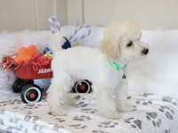 💚 AKC Noah 💚, a male Poodle - Miniature  for sale in Green Forest, AR – 5 of 10