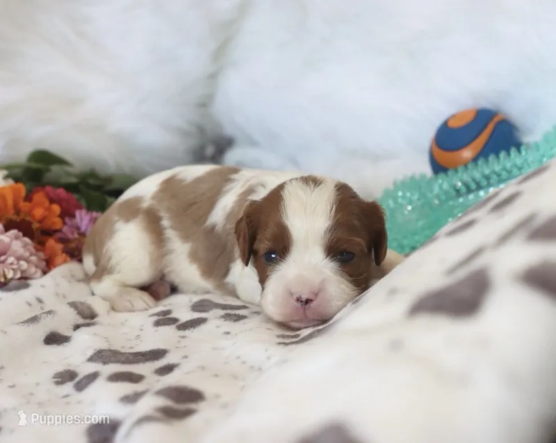 💙 AKC Alan 💙 – Cavalier King Charles Spaniel puppy for sale in Green Forest, AR