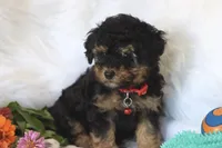 ❤️AKC Canaan❤️, a male Poodle - Miniature  for sale in Green Forest, AR – 5 of 9
