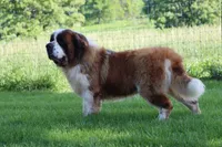 AKC Maddie , a female Saint Bernard for sale in Green Forest, AR – 5 of 7