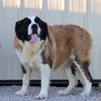 AKC Maddie , a female Saint Bernard for sale in Green Forest, AR – 6 of 7