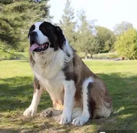 AKC Maddie , a female Saint Bernard for sale in Green Forest, AR – 7 of 7