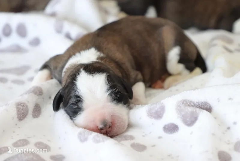 AKC Maddie  – Saint Bernard puppy for sale in Green Forest, AR