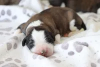 AKC Maddie , a female Saint Bernard for sale in Green Forest, AR – 1 of 7