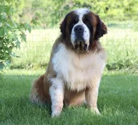 AKC Maddie , a female Saint Bernard for sale in Green Forest, AR – 4 of 7