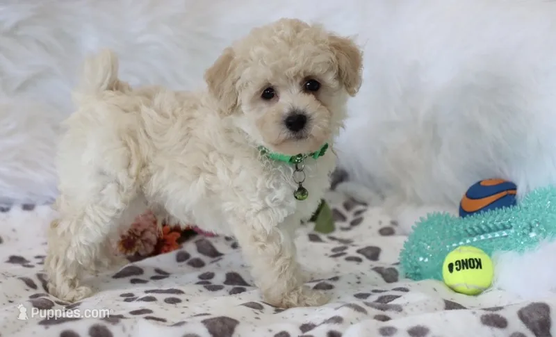 Noah  – Poodle - Miniature  puppy for sale in Green Forest, AR