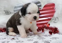 processed/ca0ad2c8-8791-42fa-9cce-5c963e16f4ea/listing/7b97bd34-dd3f-4e2e-95e9-adff5d5d949a/158e9d11-75d1-4576-b6c1-4990a65a2e5c