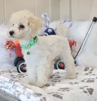 💚 AKC Noah 💚, a male Poodle - Miniature  for sale in Green Forest, AR – 4 of 10