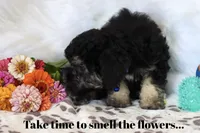 💙 AKC Zion 💙, a male Poodle - Miniature  for sale in Green Forest, AR – 4 of 9