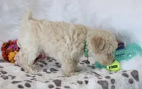 💚 AKC Noah 💚, a male Poodle - Miniature  for sale in Green Forest, AR – 7 of 10
