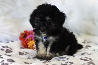 💙 AKC Zion 💙, a male Poodle - Miniature  for sale in Green Forest, AR – 2 of 9