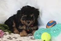 ❤️AKC Canaan❤️, a male Poodle - Miniature  for sale in Green Forest, AR – 4 of 9