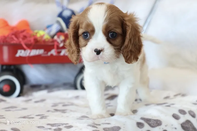 💙 AKC Alan 💙 – Cavalier King Charles Spaniel puppy for sale in Green Forest, AR
