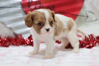Amanda 💜 Genetically Clear, a female Cavalier King Charles Spaniel for sale in Green Forest, AR – Photo 4 of 10