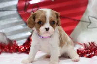 Amanda 💜 Genetically Clear, a female Cavalier King Charles Spaniel for sale in Green Forest, AR – Photo 3 of 10