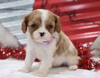 Amanda 💜 Genetically Clear, a female Cavalier King Charles Spaniel for sale in Green Forest, AR – Photo 1 of 10