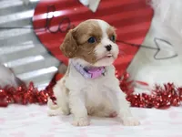 Amanda 💜 Genetically Clear, a female Cavalier King Charles Spaniel for sale in Green Forest, AR – Photo 2 of 10