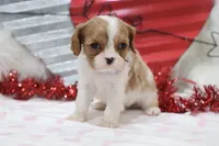 Amanda 💜 Genetically Clear, a female Cavalier King Charles Spaniel for sale in Green Forest, AR – Photo 5 of 10
