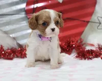 Amanda 💜 Genetically Clear, a female Cavalier King Charles Spaniel for sale in Green Forest, AR – Photo 7 of 10