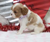 Amanda 💜 Genetically Clear, a female Cavalier King Charles Spaniel for sale in Green Forest, AR – Photo 9 of 10