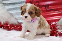 Amanda 💜 Genetically Clear, a female Cavalier King Charles Spaniel for sale in Green Forest, AR – Photo 6 of 10