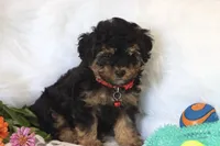 ❤️AKC Canaan❤️, a male Poodle - Miniature  for sale in Green Forest, AR – 6 of 9