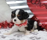 AKC Blaine- Genetically Clear, a male Cavalier King Charles Spaniel for sale in Green Forest, AR – Photo 3 of 10