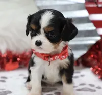 AKC Blaine- Genetically Clear, a male Cavalier King Charles Spaniel for sale in Green Forest, AR – Photo 2 of 10