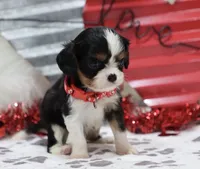 AKC Blaine- Genetically Clear, a male Cavalier King Charles Spaniel for sale in Green Forest, AR – Photo 4 of 10
