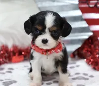 AKC Blaine- Genetically Clear, a male Cavalier King Charles Spaniel for sale in Green Forest, AR – Photo 9 of 10