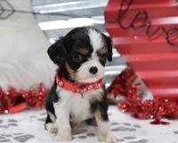 AKC Blaine- Genetically Clear, a male Cavalier King Charles Spaniel for sale in Green Forest, AR – Photo 6 of 10
