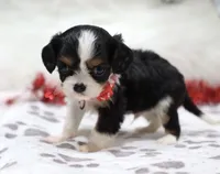 AKC Blaine- Genetically Clear, a male Cavalier King Charles Spaniel for sale in Green Forest, AR – Photo 8 of 10