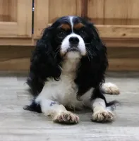AKC Blaine- Genetically Clear, a male Cavalier King Charles Spaniel for sale in Green Forest, AR – Photo 10 of 10
