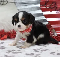 AKC Blaine- Genetically Clear, a male Cavalier King Charles Spaniel for sale in Green Forest, AR – Photo 7 of 10